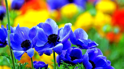 Colorful Flower Wallpaper 70 Pictures