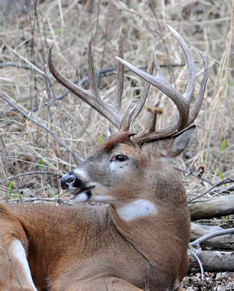 Whitetail Deer Images How To Understand Whitetail Deer Sounds