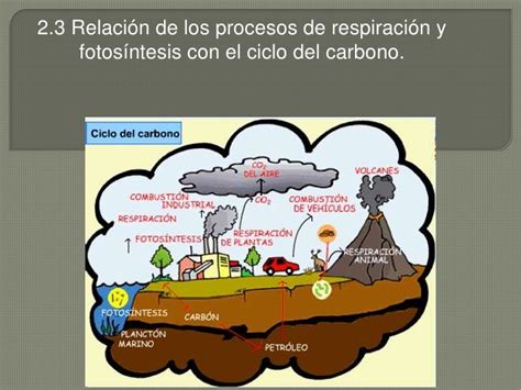 Bloque 3 2 3 Ciclo Del Carbono