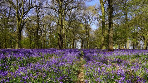 Images United Kingdom Felley Priory Spring Nature Forests 1366x768
