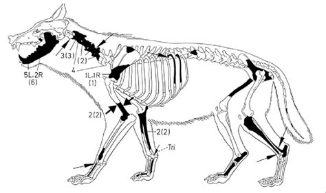 Body Part Representation Of Wolves Canis Lupus And Modifications On