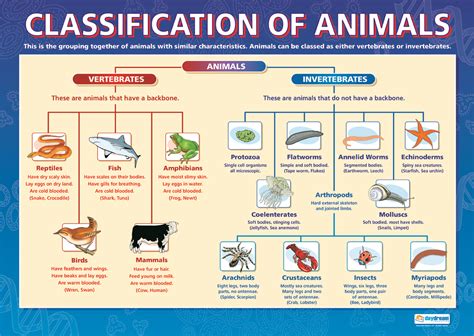 View Mind Map Kingdom Animalia Invertebrata Pics