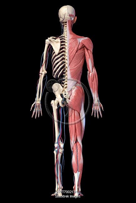 Illustration about deltoids, health, body, male, build, names, frontal, back, fitness. 3D illustration of full human skeleton with muscles, veins ...