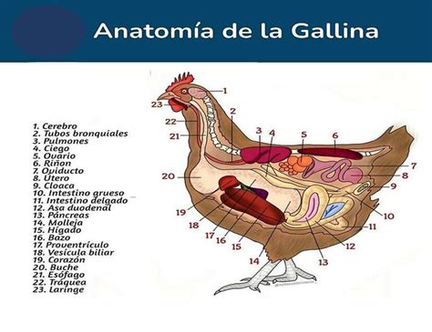 Anatomía de la gallina fraii uDocz