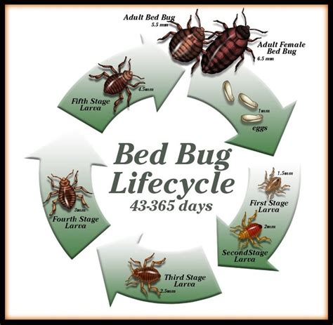 Bed Bug Life Cycle In Days Maryjo Pomeroy
