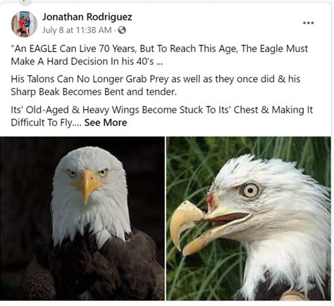 Eagles Do Not Live To By Self Mutilating Misbar