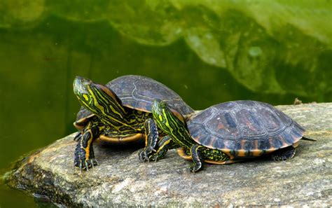 What Do Turtles Eat In A Pond 9 Plants They Love To Eat Pet Keen