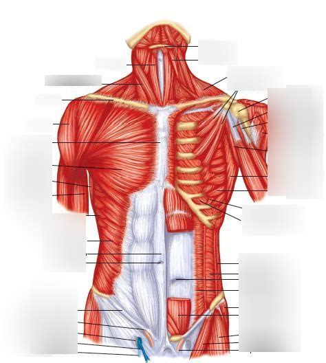 Chest Muscles Anatomy Labeled Muscles Of The Chest And Abdomen Images And Photos Finder