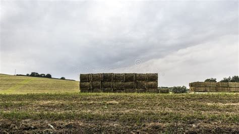 Alfalfa Hay Bales In Field Stock Image Image Of Farmland 25894655