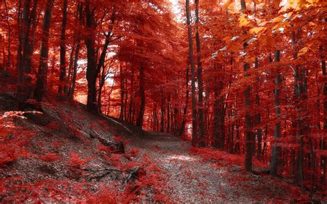 Nature Landscape Red Trees Leaves Path Fall Wallpapers Hd 418
