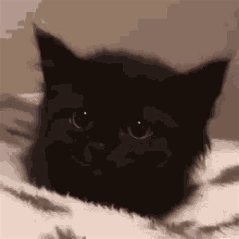 Scared Cat Gif IceGif