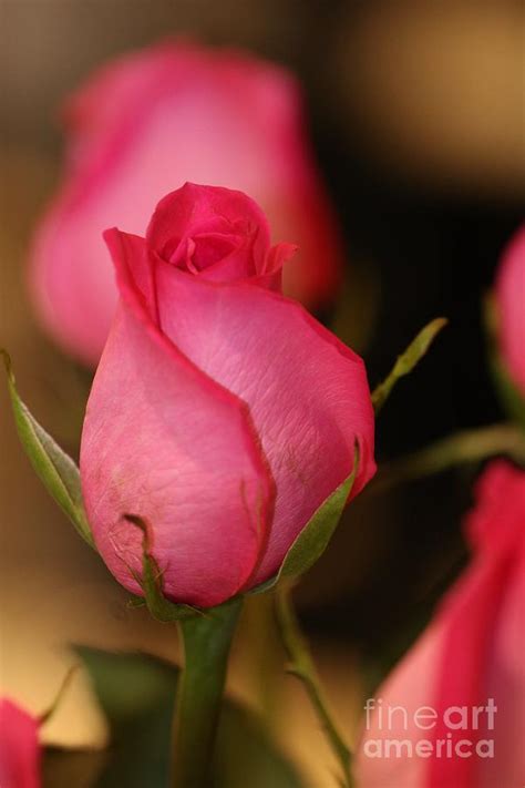 Sweet Pea Pink Rosebud Photograph By Diann Fisher Fine Art America