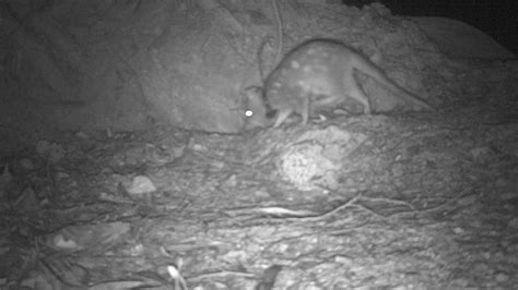 Female Quoll With Pouch Young Youtube