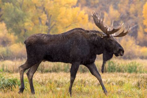 Bull Moose Stock Photos Pictures And Royalty Free Images Istock
