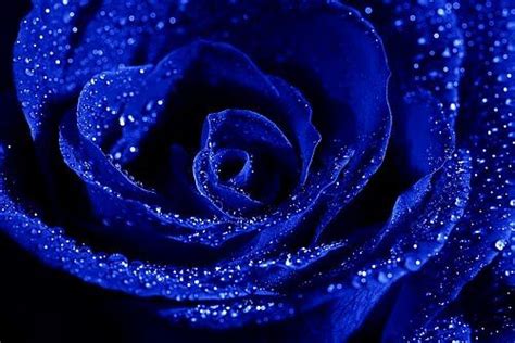 Rainbow~ Blue Rose Meaning Most Beautiful Flowers Blue