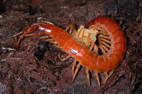 Picture 2 Of 5 Centipede Chilopoda Pictures And Images Animals A