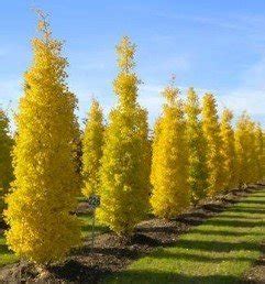 Leaves turn gorgeous yellow in fall. Gingko b. Fastigiata - pb60 (170/230) - Greenleaf Nurseries