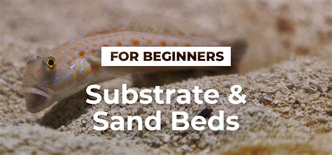 Substrate And Sand Beds Simplicity Aquatics