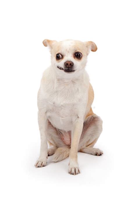 Chihuahua With Funny Face Stock Photo Image Of Crossbreed 24656004