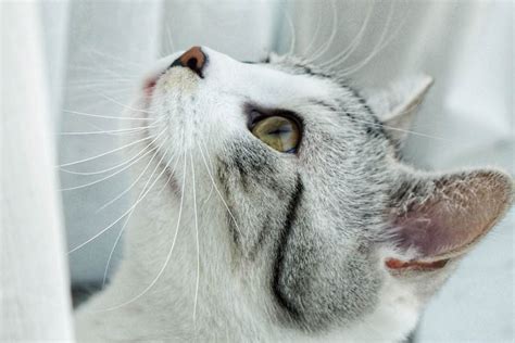 INTESTINAL PARASITES - State Road Animal Hospital