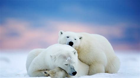 Winter Polar Bears Bears Arctic Bear Mammal Vertebrate Arctic