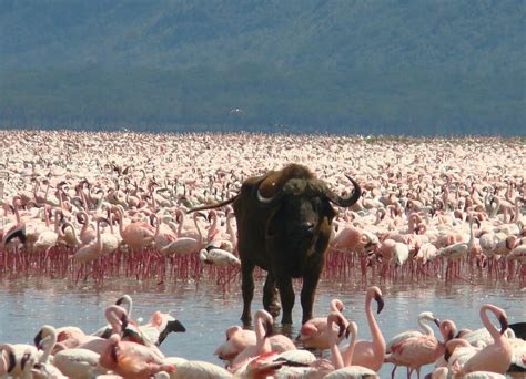 Lake Nakuru National Park Kenya The Golden Scope