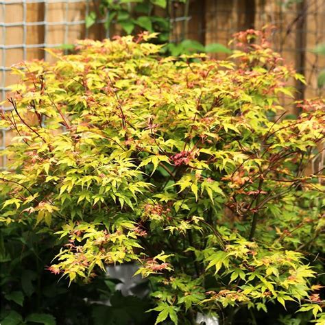 Acer Palmatum Katsura Trees And Specimens Arboretum Garden Centre