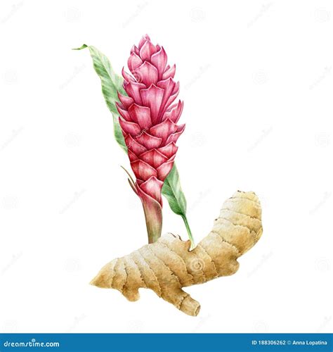 Ginger Pink Flower With Root Watercolor Illustration Spicy Turmeric