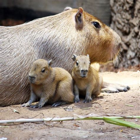 Baby Capybaras Born In The Rainforest At Cleveland Metroparks Zoo