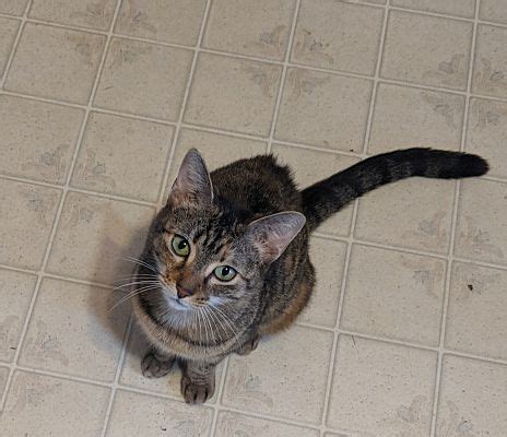 Boston Ma Domestic Shorthair Meet Christine A Pet For Adoption