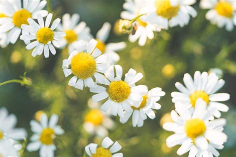 395,000+ vectors, stock photos & psd files. Aesthetic Spring Flowers Wallpapers | HD Background Images ...