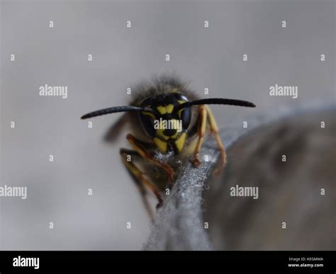 Wasp Macro Photography Close Up Stock Photo Alamy