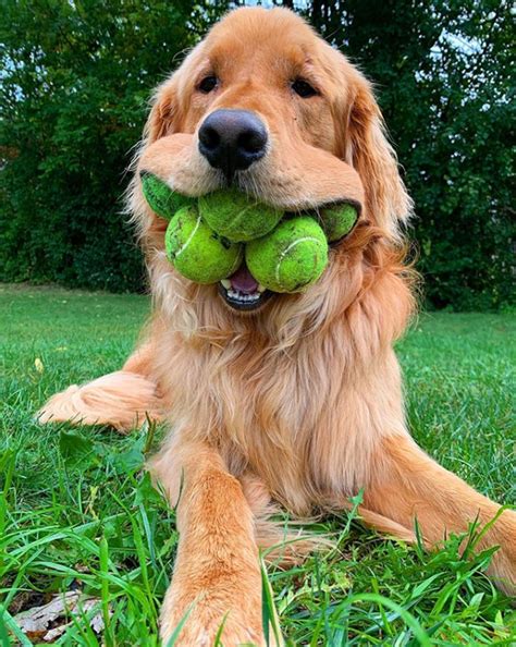 This Dog Can Fit Up To Six Tennis Balls In His Mouth Our