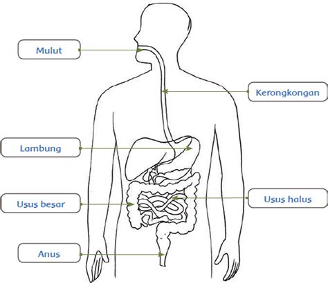 Diagram Sistem Pencernaan Manusia Halaman 35 BELAJAR KURIKULUM 2013