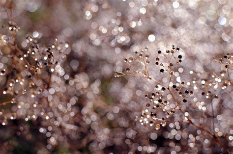 Nature Flowers Rain Free Photo On Pixabay