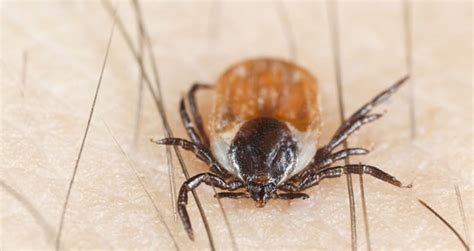 Ticked Off Can You Catch Lyme Disease In Australia