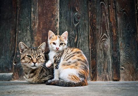 Best Farm Cat Stock Photos Pictures And Royalty Free Images Istock