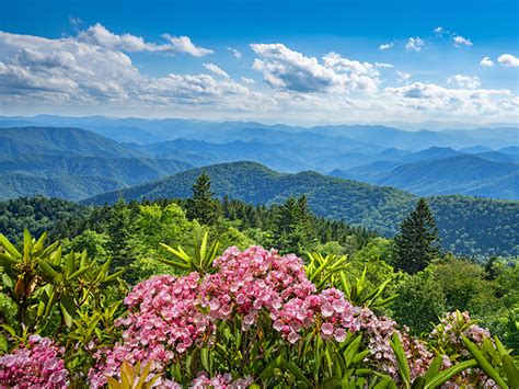 Wildflower Walks In The Great Smoky Mountains Pigeon Forge Tn Cabins