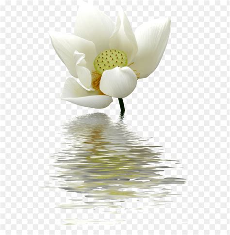 The collection white lotus resort 3 from white. 心に強く訴える Lotus Flower Png Free - 矢じり