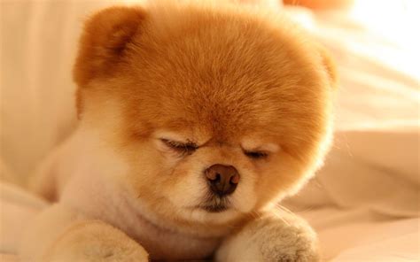 Wallpapers Of Puppys Puppies Cute Wallpapers 74 Background Pictures