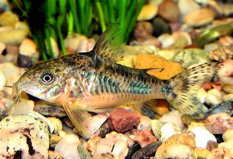 Corydoras Paleatus