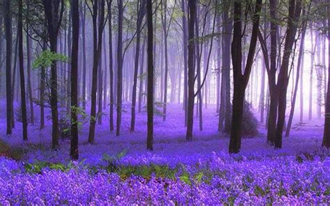 Bosque Morado 💜 Purple Forest Beautiful Nature Bluebell Woods