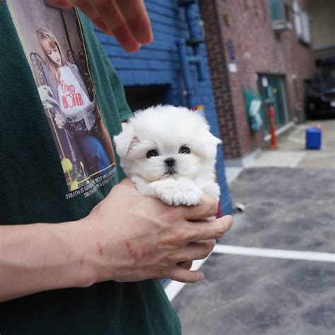 Siru Female Teacup Maltese Mini Teacup Puppies