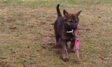Excellent Quality Akc Working Line German Shepherd Puppies For Sale In