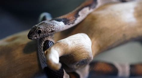 The Best Types of Snakes to Have as a Pet - Animal Capture ...