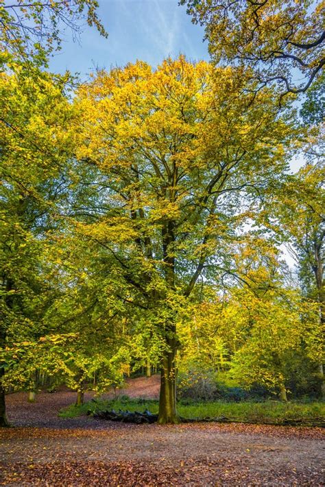 Forests With Mature Beech Trees In Old Country Estate Groenendaal Stock