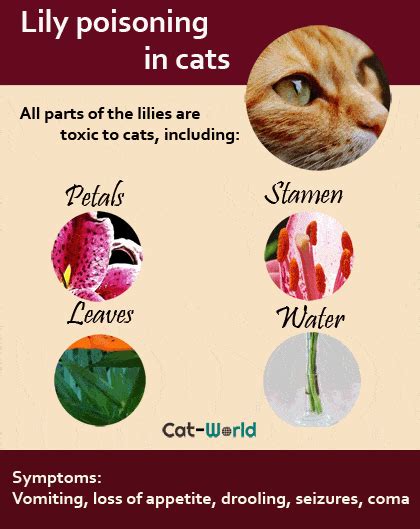 Lily Poisoning In Cats Symptoms Diagnosis And Treatment Cat World