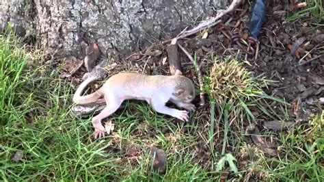 Watch this video to learn how to deal with your baby falling from the bed.the initial stages. baby squirrel falls from nest - YouTube