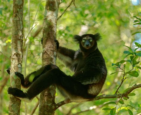 Madagascar Indri Lemur Aka Babakoto Back To Madagascar For Flickr