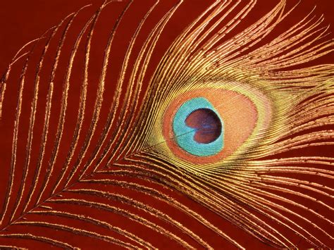Are there any good hd pictures of peacocks? wallpaper: Peacock Feathers Wallpapers